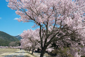 4月の引っ越し相場 費用を安くするなら中旬がオススメ 4月の引っ越し相場 費用を安くするなら中旬がオススメ